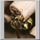 Ancistrocerus nigricornis - Lehmwespe 12.jpg